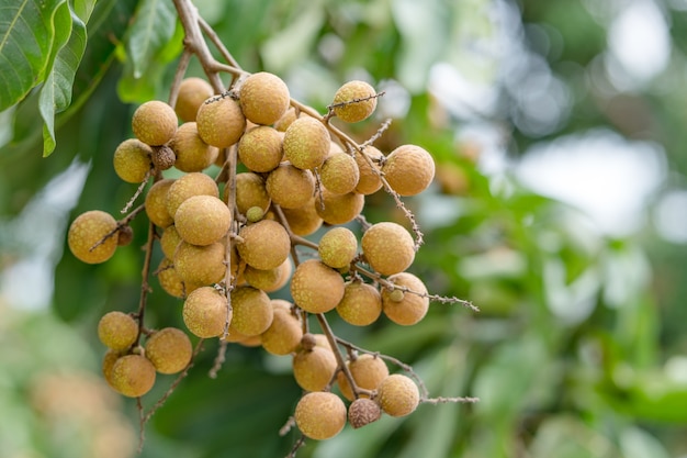 Auswirkungen von Longan auf Longan Tree