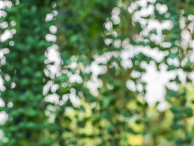 Auszug schoss aus Fokusbaum für Hintergrund heraus. Bokeh, verschwimmt