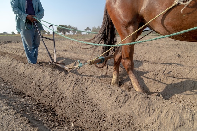 Auténtica escena rural Campesino mexicano preparando la siembra de amaranto con su caballo