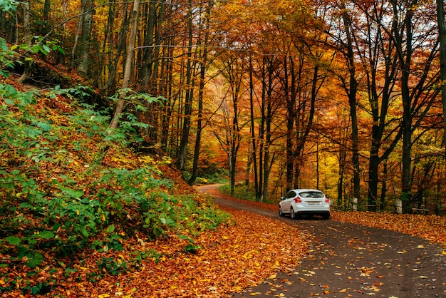 Auto auf einem Waldweg