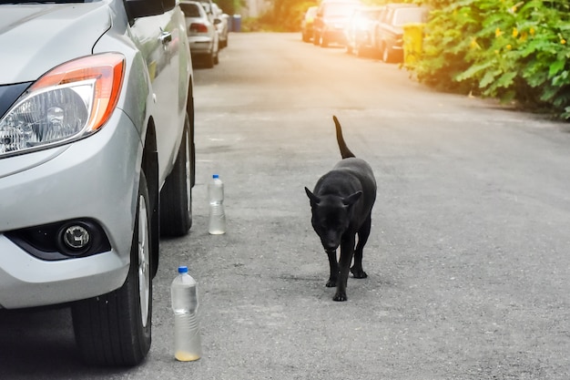 Auto auf Straße und Hund geparkt