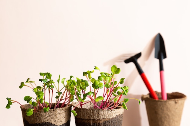 Autocultivo de microverduras en casa plántulas de rábano microverdes.