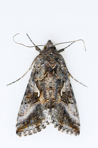 Autographa gamma: es una polilla de la familia Noctuidae.