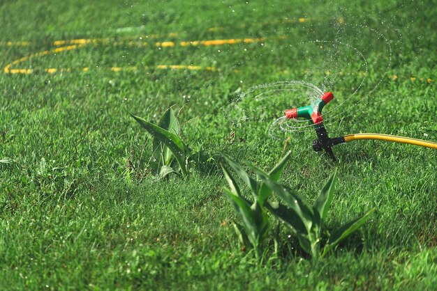 Automatischer Sprinker. Rasen Grasbewässerung.