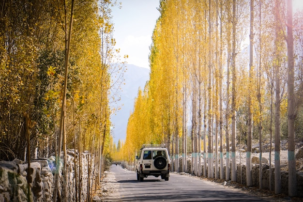 Un automóvil corre en el camino hacia Khaplu entre las hojas amarillas de los álamos en otoño.