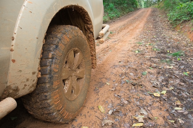 Autoreifen auf Schotterweg mit dem Stamm eines gefallenen Baums in einem Wald.