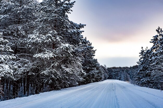 Autostraße durch einen schneebedeckten Kiefernwinterwald, bei dem die Sonne durch die Bäume scheint.