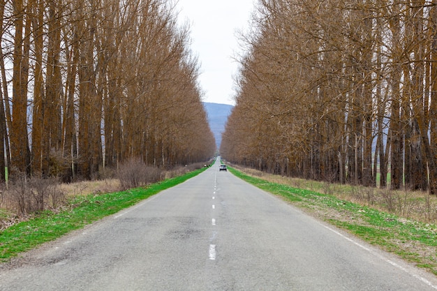 Foto autostraße zwischen den bäumen, georgia. transport