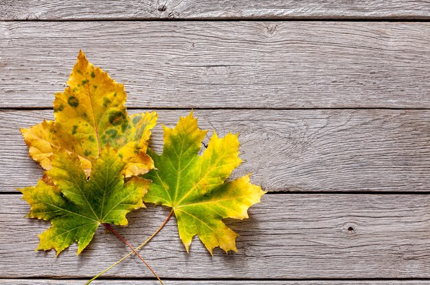 Autum geht auf einen Holztisch