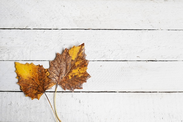 Autum mit Blättern auf weißem Holz, Kopienraum