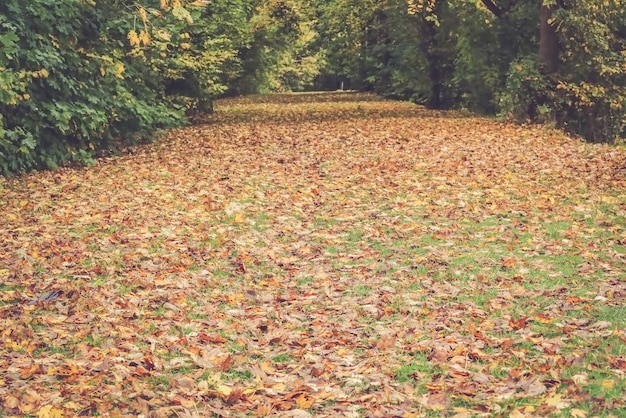 Autum no tempo da natureza na dinamarca