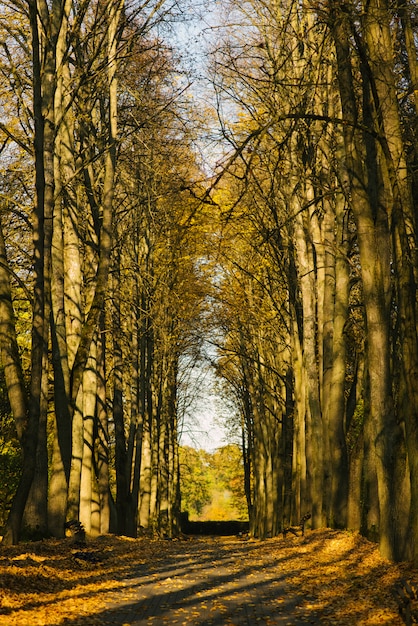 Autumn Avenue von Bäumen im Park