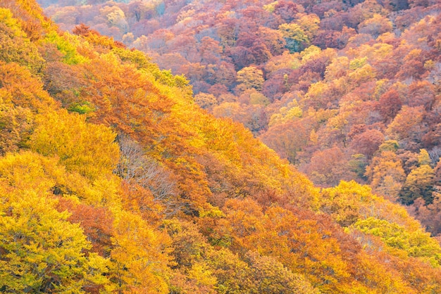 Autumn Fall Forest Tohoku Japan