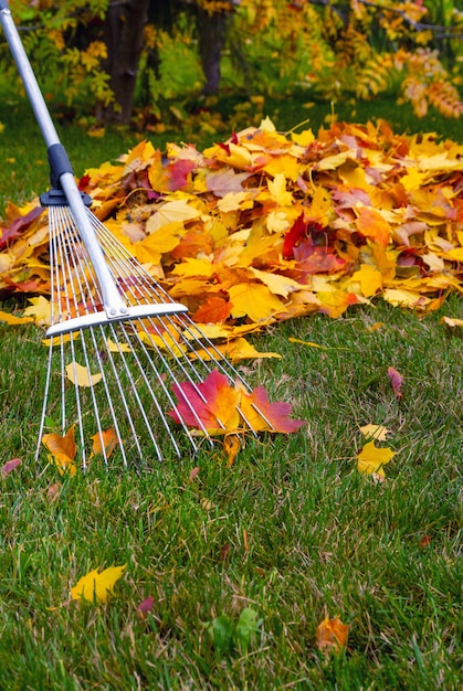 Autumn.Harvesting gefallene gelbe Blätter im Herbstpark.