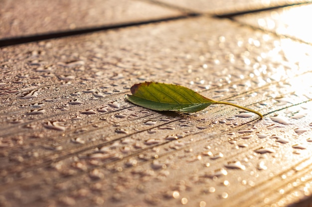 Autumn Leaf auf der Bank