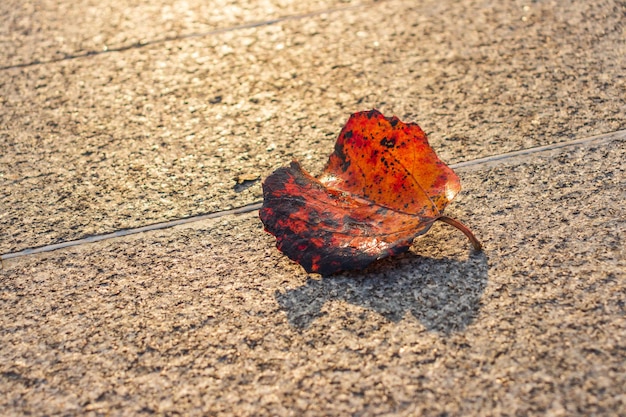 Autumn Leaf en el banco