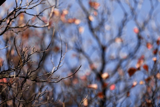 autumn leaves background