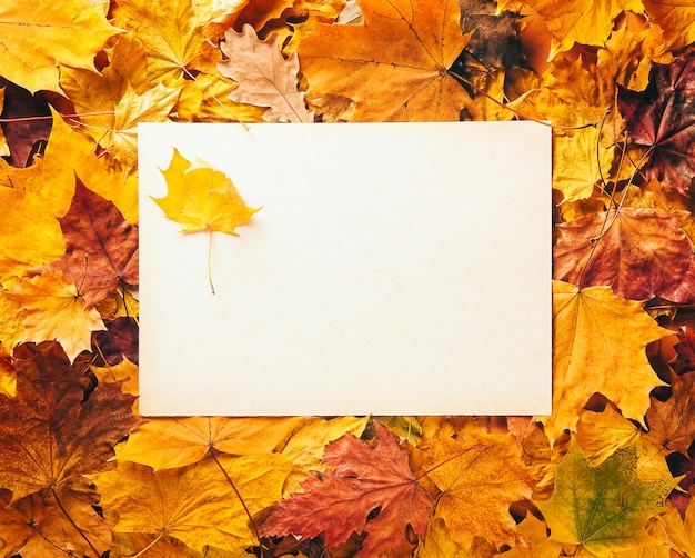 autumn leaves background