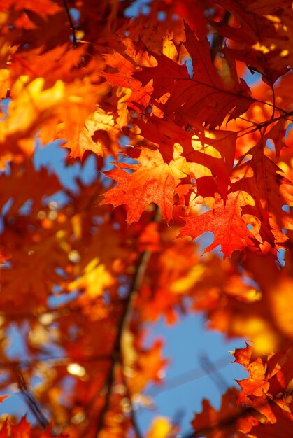 autumn leaves background