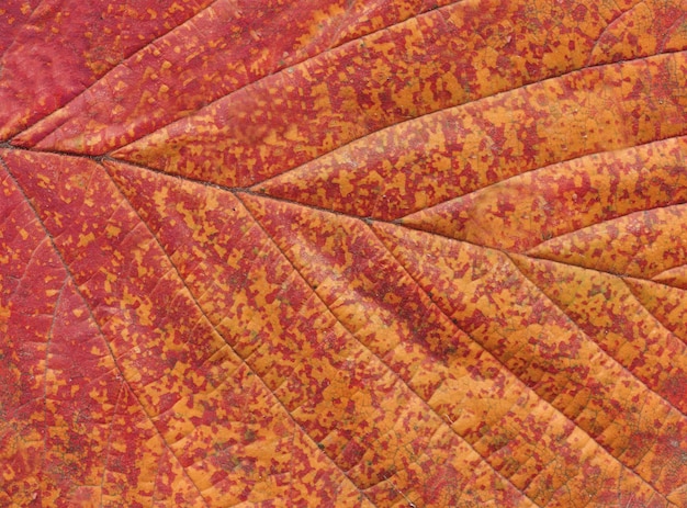 autumn leaves background