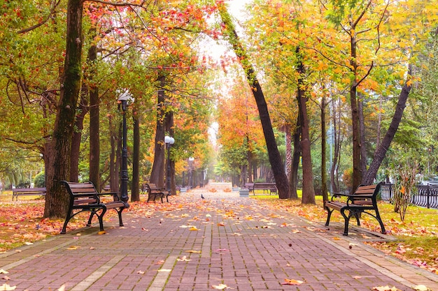 Foto autumn park alley walk road y bancos de madera bajo coloridas hojas en la ciudad.