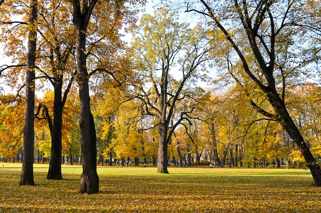 Autumn Park com folhas amarelas e folhas caídas e carvalho Cheshire