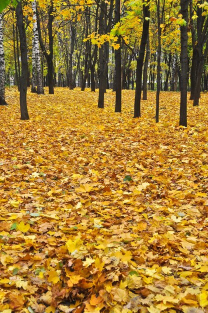 Autumn Park en el momento de la defoliación