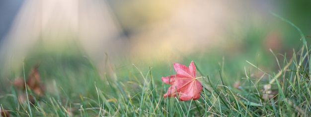 Autumn Red Maple Leaves com fundo do copyspace.