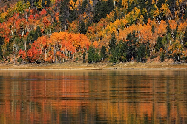 Autumn Reflections am Navajo Lake Utah