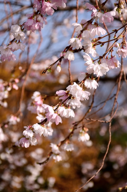 Autumnalis Makino-Blüte Kenrokuen Park.