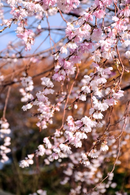 Autumnalis Makino-Blüte Kenrokuen Park.