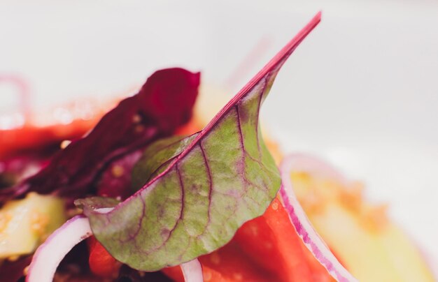 Avacado verde orgánico y ensalada de tomate con cebollas