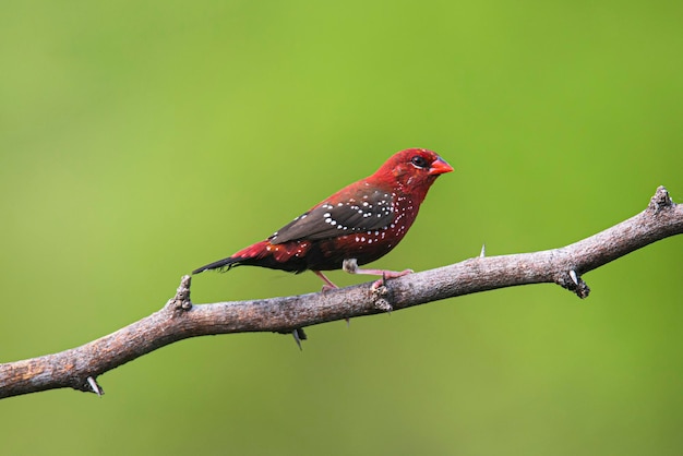 Avadavat rojo, munia roja o pinzón de fresa posado en la rama de un árbol