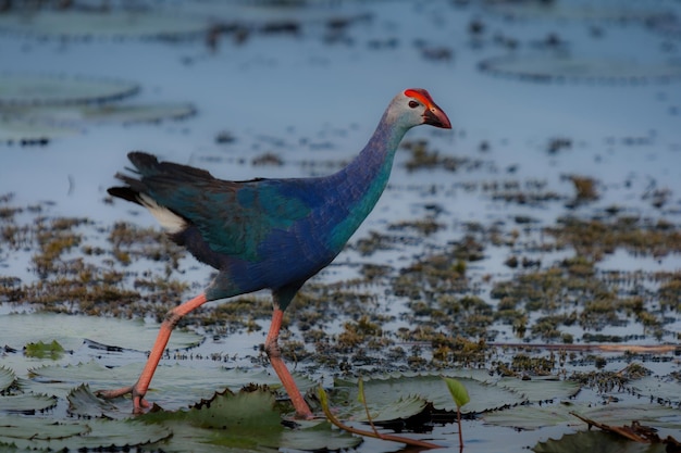 ave acuática en humedales. Púrpura swamphen caminar sobre humedales. parque nacional de tailandia