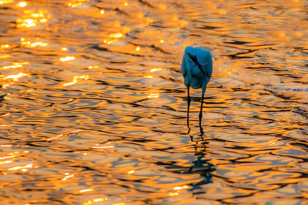 ave acuática en la luz dorada del río con un bokeh de fondo