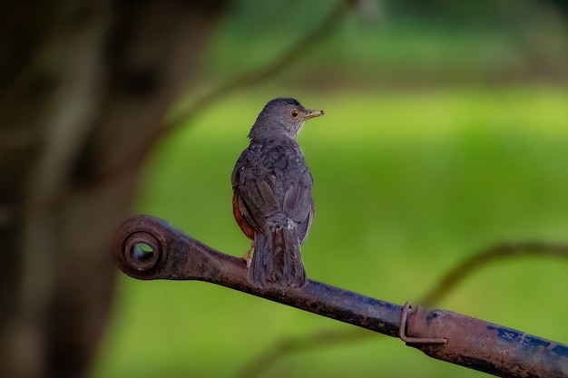 Ave adulta de tordo-de-barriga-ruiva da espécie turdus rufiventris