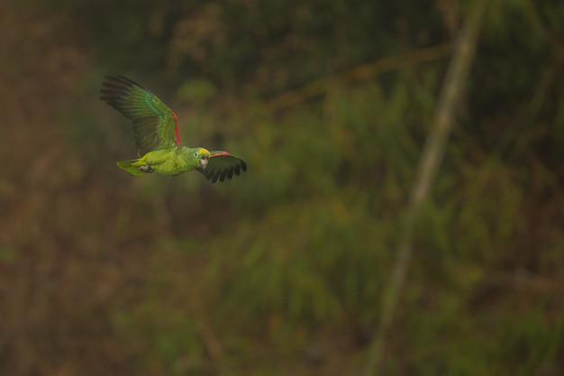 ave de américa del sur en el hábitat natural