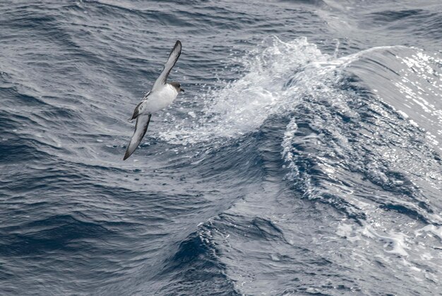 Ave antártica Cape Petrel Antártida