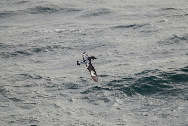 Ave antártica Cape Petrel Antártida