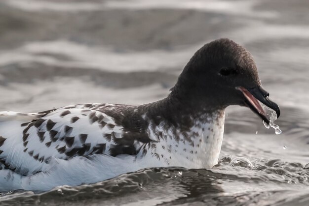 Ave antártica Cape Petrel Antártida