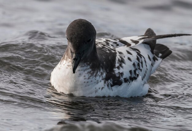 Ave antártica Cape Petrel Antártida