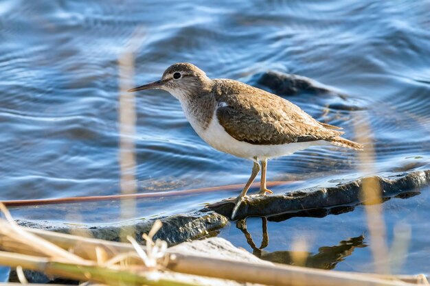 Foto ave aquática sandpiper comum (actitis hypoleucos)