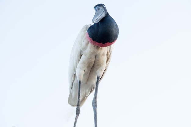 Foto ave brasileira tuiuiu do pantanal