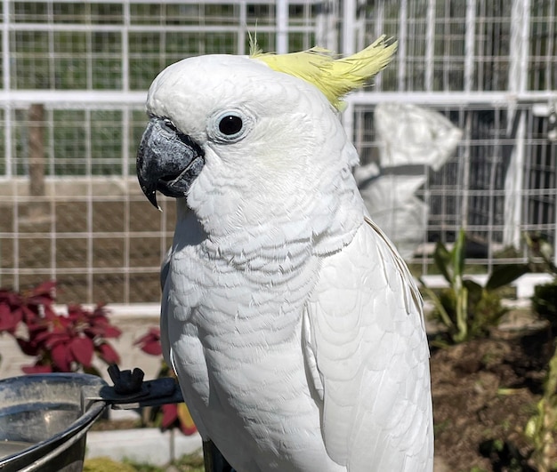 El ave cacatúa exótica blanca inteligente se posa en el santuario de aves interactuando con los visitantes