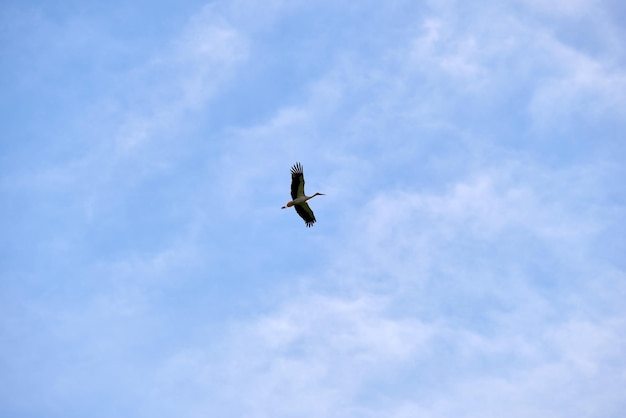 Ave cigüeña con alas extendidas volando alto en el cielo azul