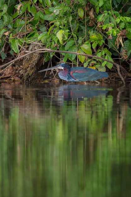 Ave da américa do sul no habitat natural