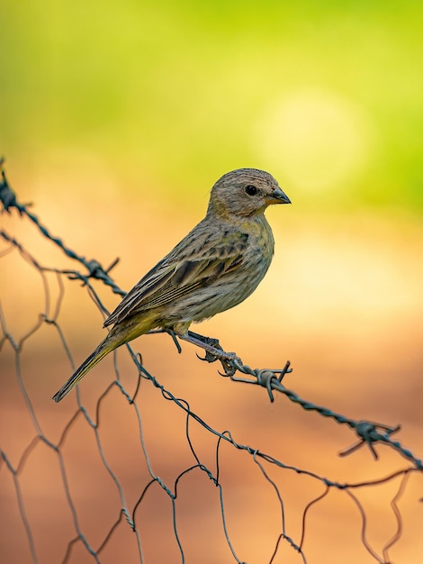 Ave de passarinho de açafrão da espécie Sicalis flaveola