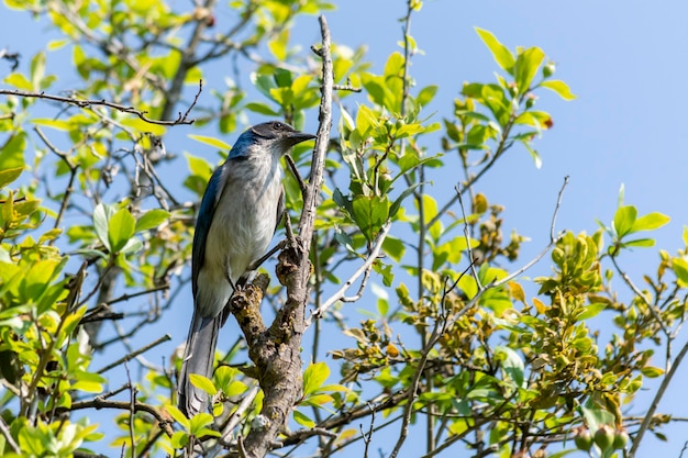 Ave de plumaje azul de la especie Aphelocoma californica posando em um arbol no meio do campo