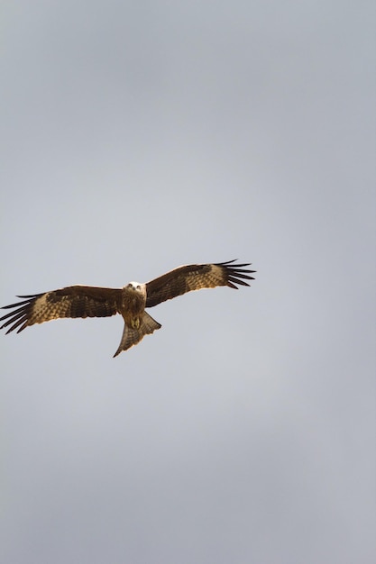 Ave de rapina em voo no céu prestes a pousar