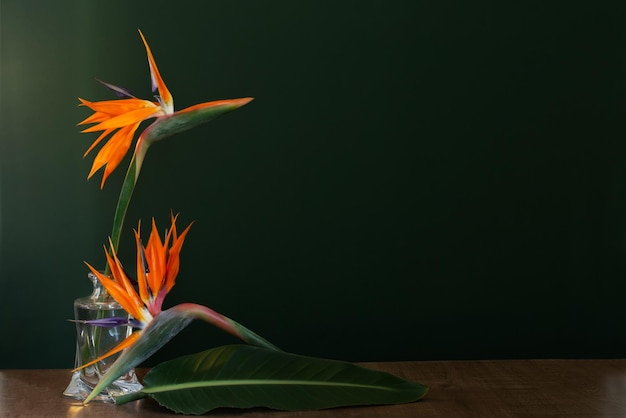 Foto ave do paraíso flores em vaso sobre fundo verde